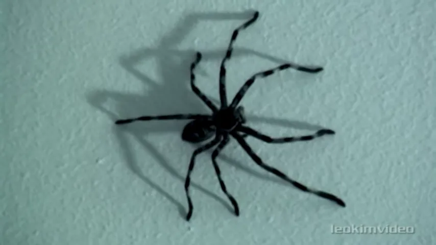 7 Effective Ways To Kill a Spider on The Ceiling