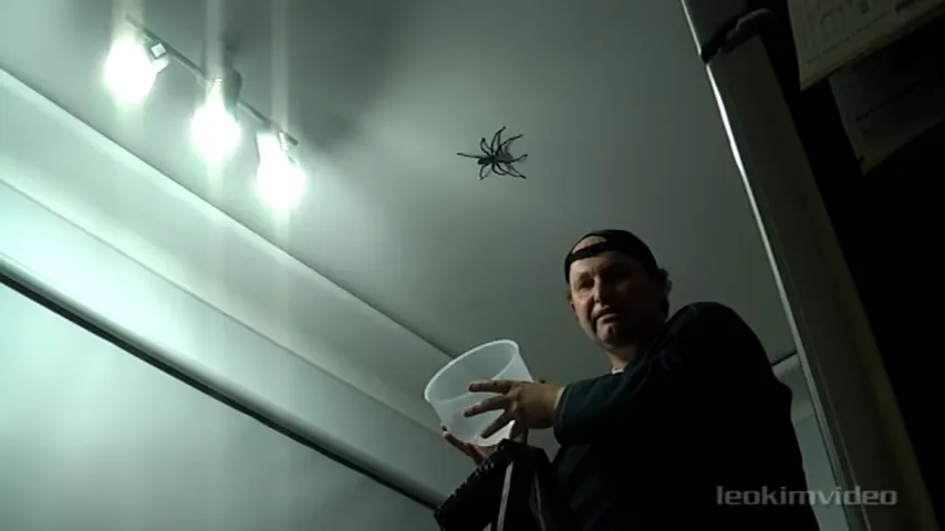 7 Effective Ways To Kill a Spider on The Ceiling