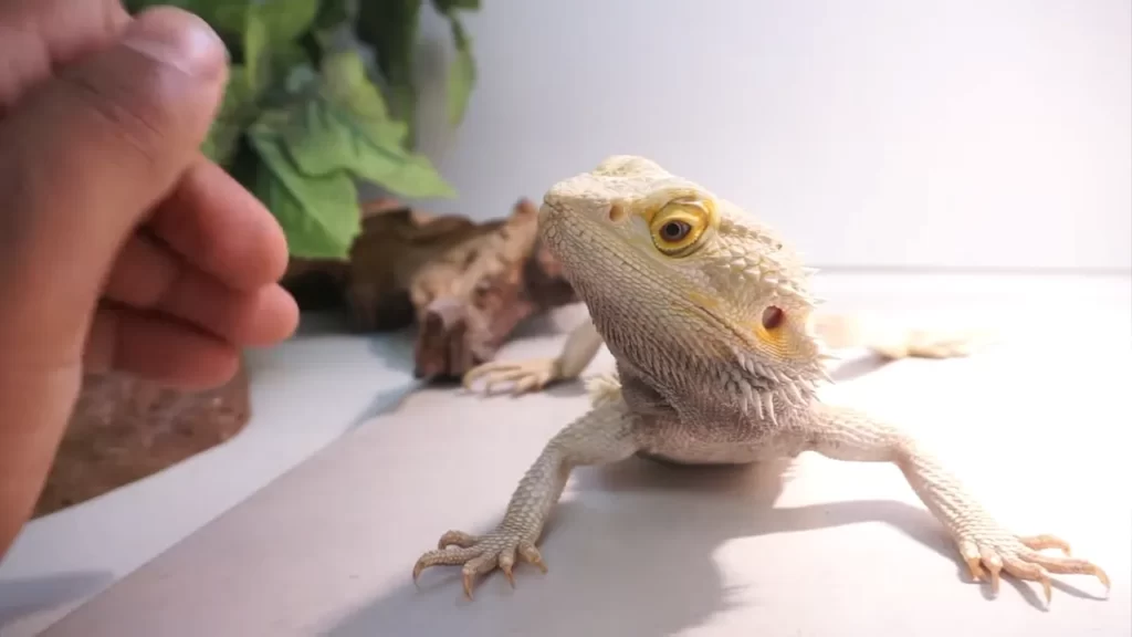 Can Bearded Dragons Eat Pickles? (Answer Inside)