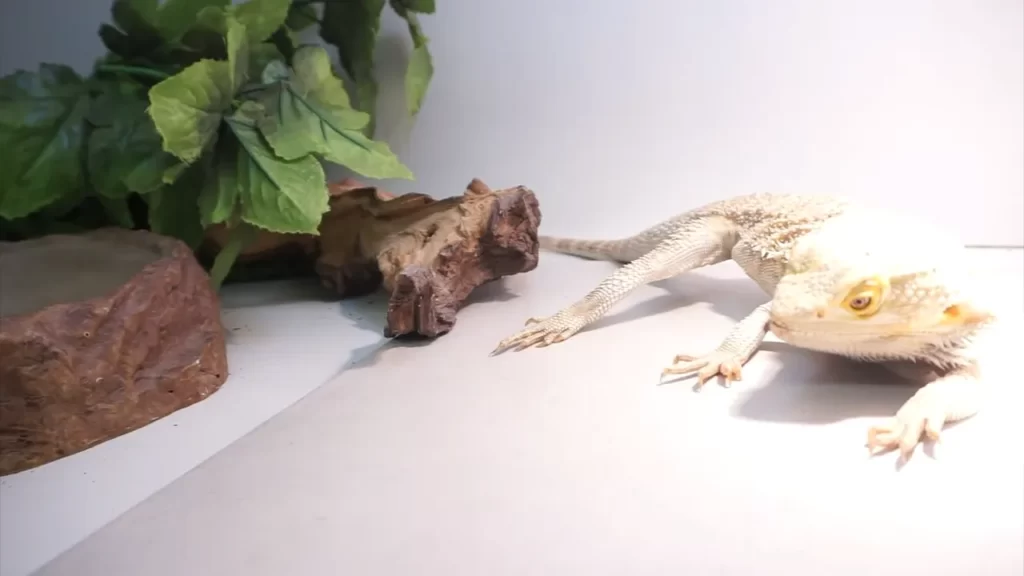 Can Bearded Dragons Eat Pickles?