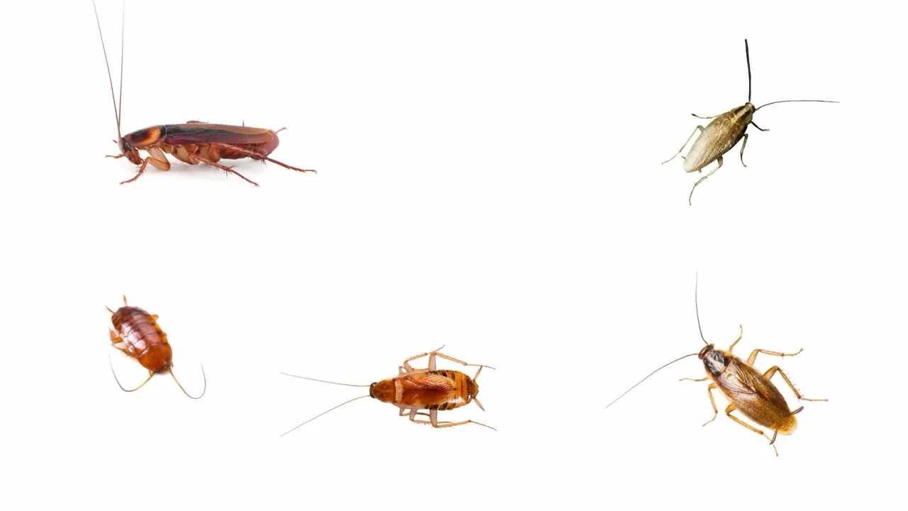 Can Hydrogen Peroxide Kill Roaches? (And Bugs?)