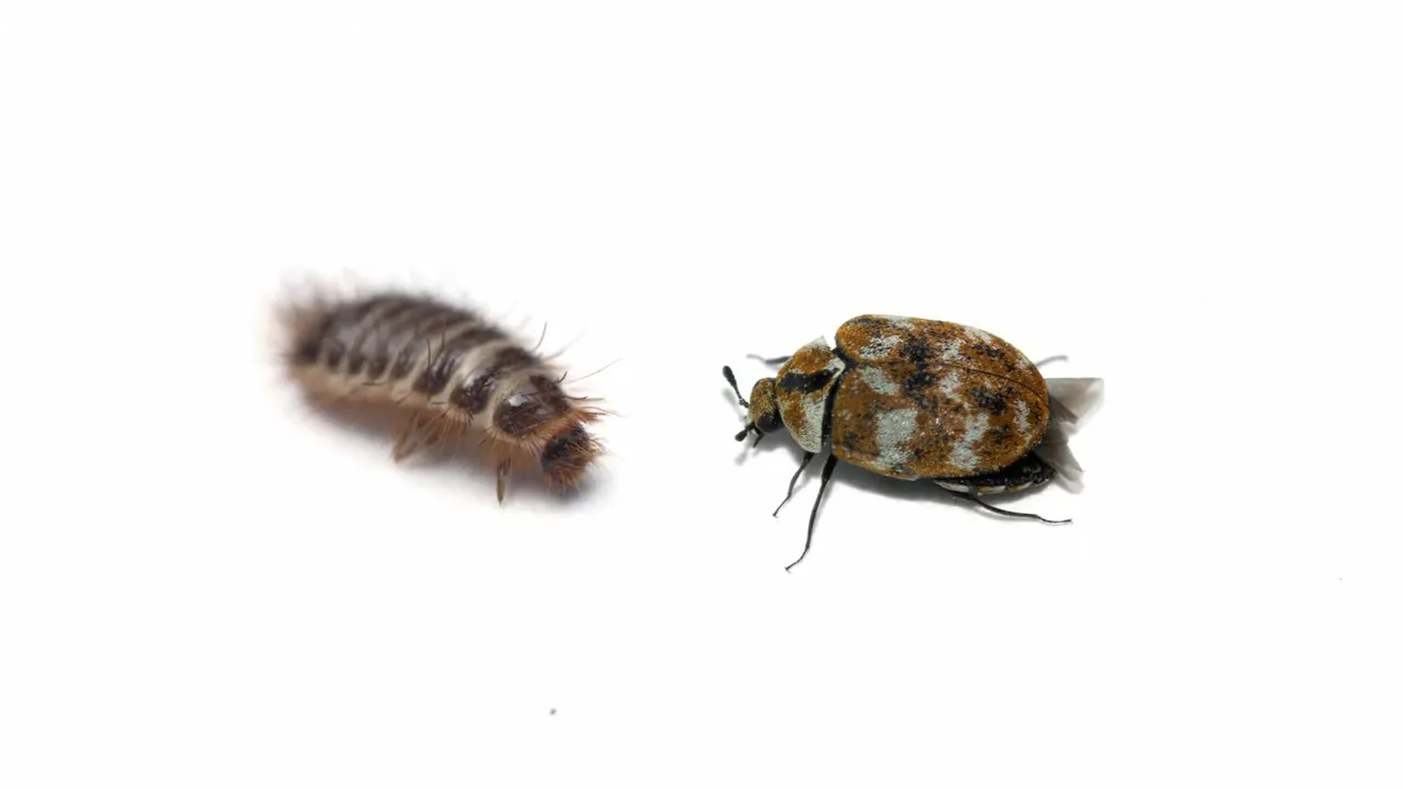 Does Lysol Kill Carpet Beetles? (And Vinegar?)