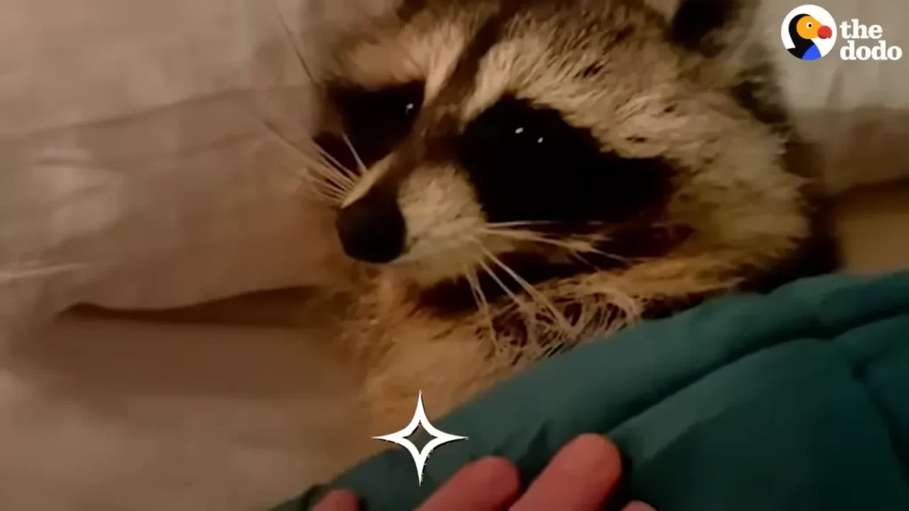 Will a Porch Light Keep Raccoons Away? (And Wind Chimes)