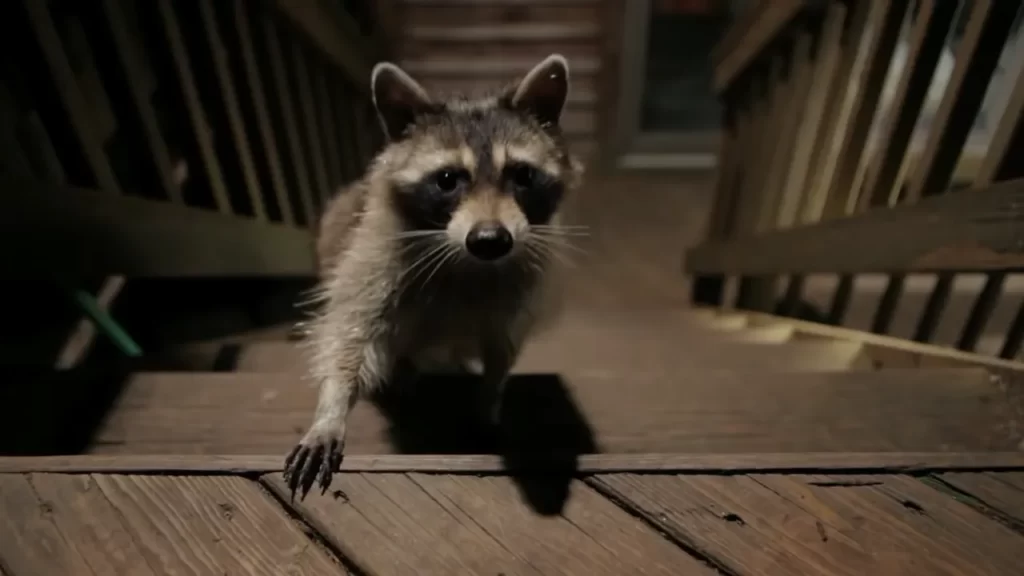 Will a Porch Light Keep Raccoons Away? (And Wind Chimes)