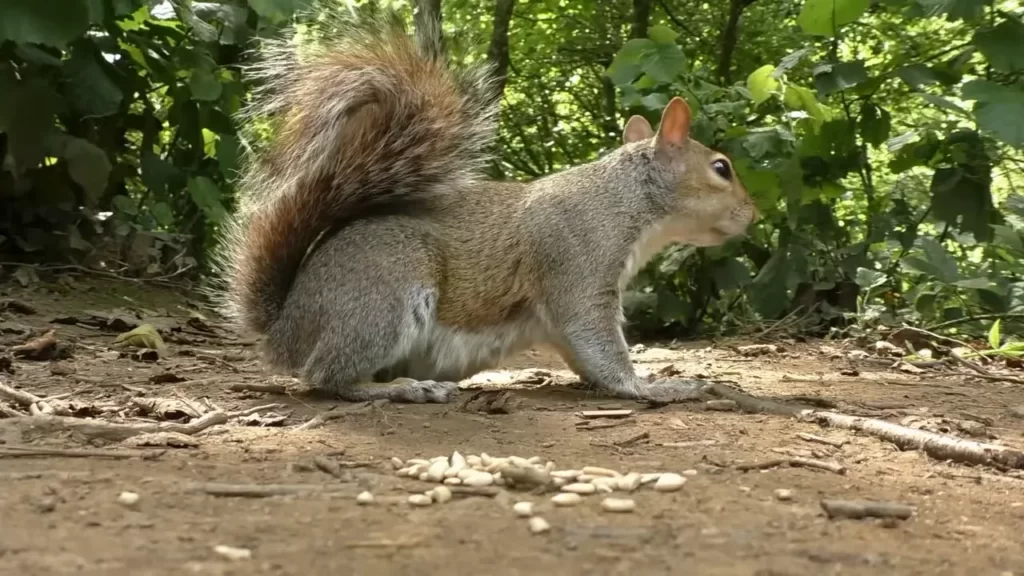 Do Fake Snakes Keep Squirrels Away? (Yes, They do)