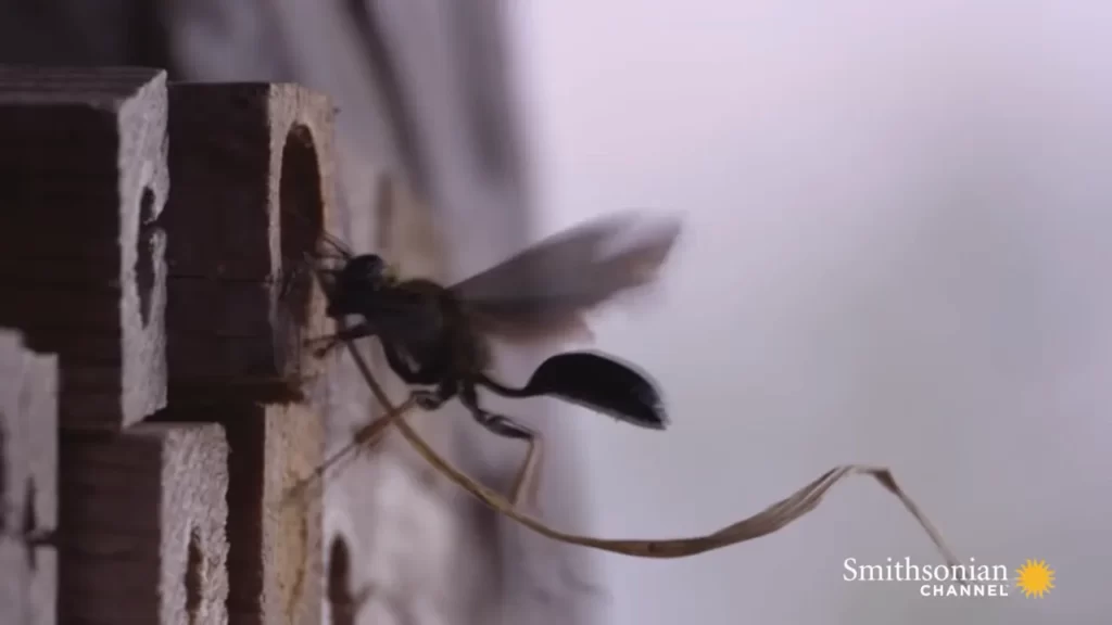 Alternative Wasp Control Methods